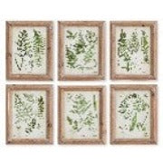 Assorted Frond Study Petite, Set Of 6