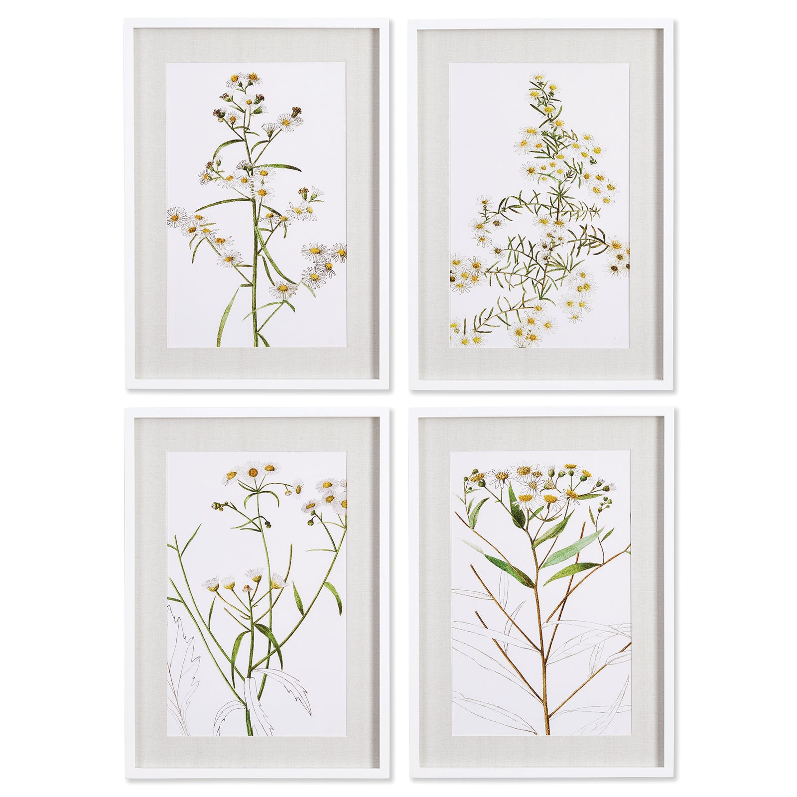 Wall Art - Daisy Prints, Set Of 4