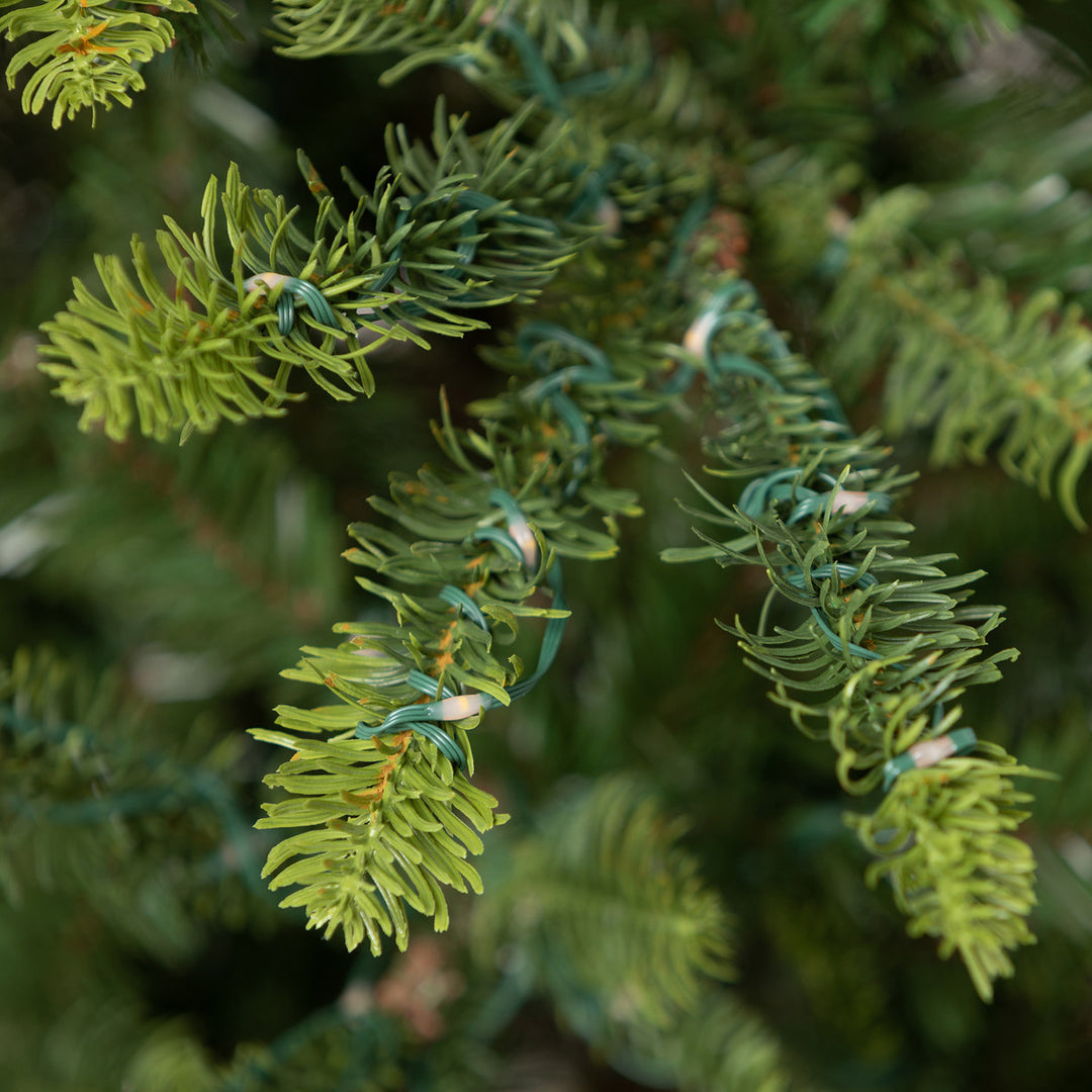 5' Great Northern Spruce Tree with Micro LED Lights