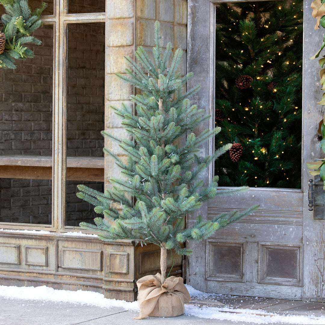 60" Burlap Wrapped Blue Spruce Seedling with LED Battery Lights